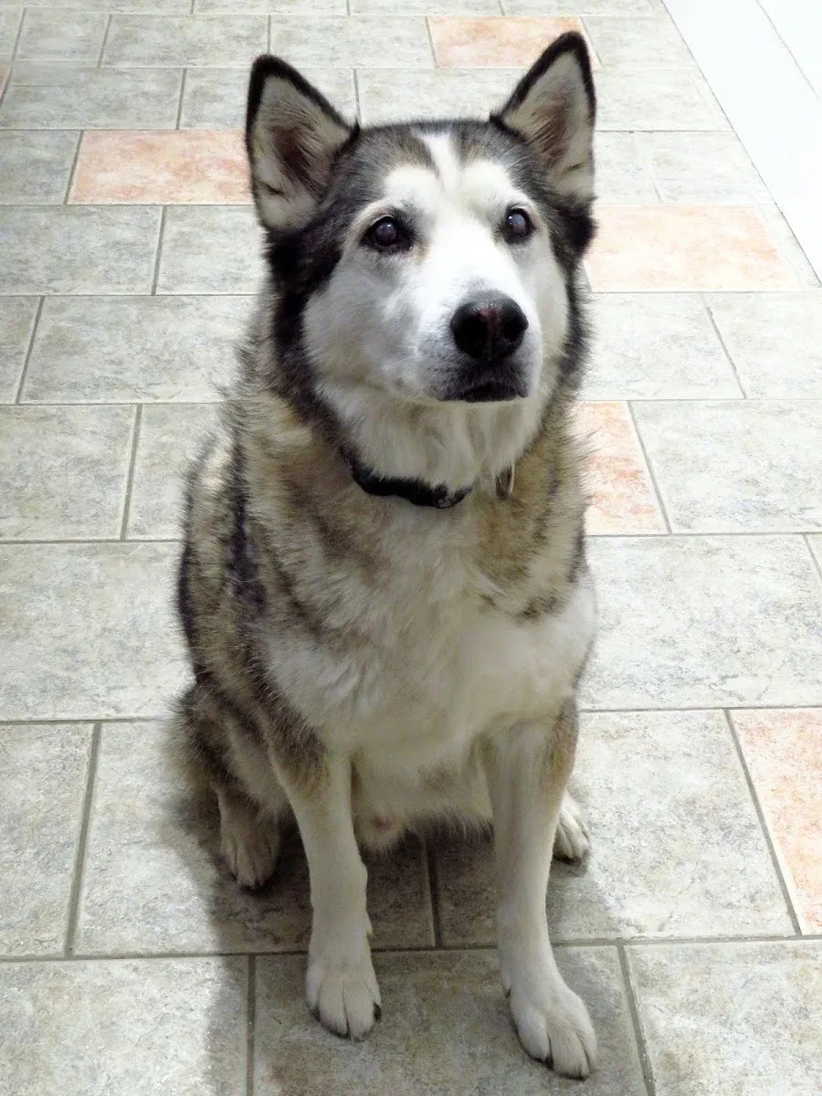 Un husky assis sur le plancher carrelé de la salle d'examen, tourné vers l'objectif.
