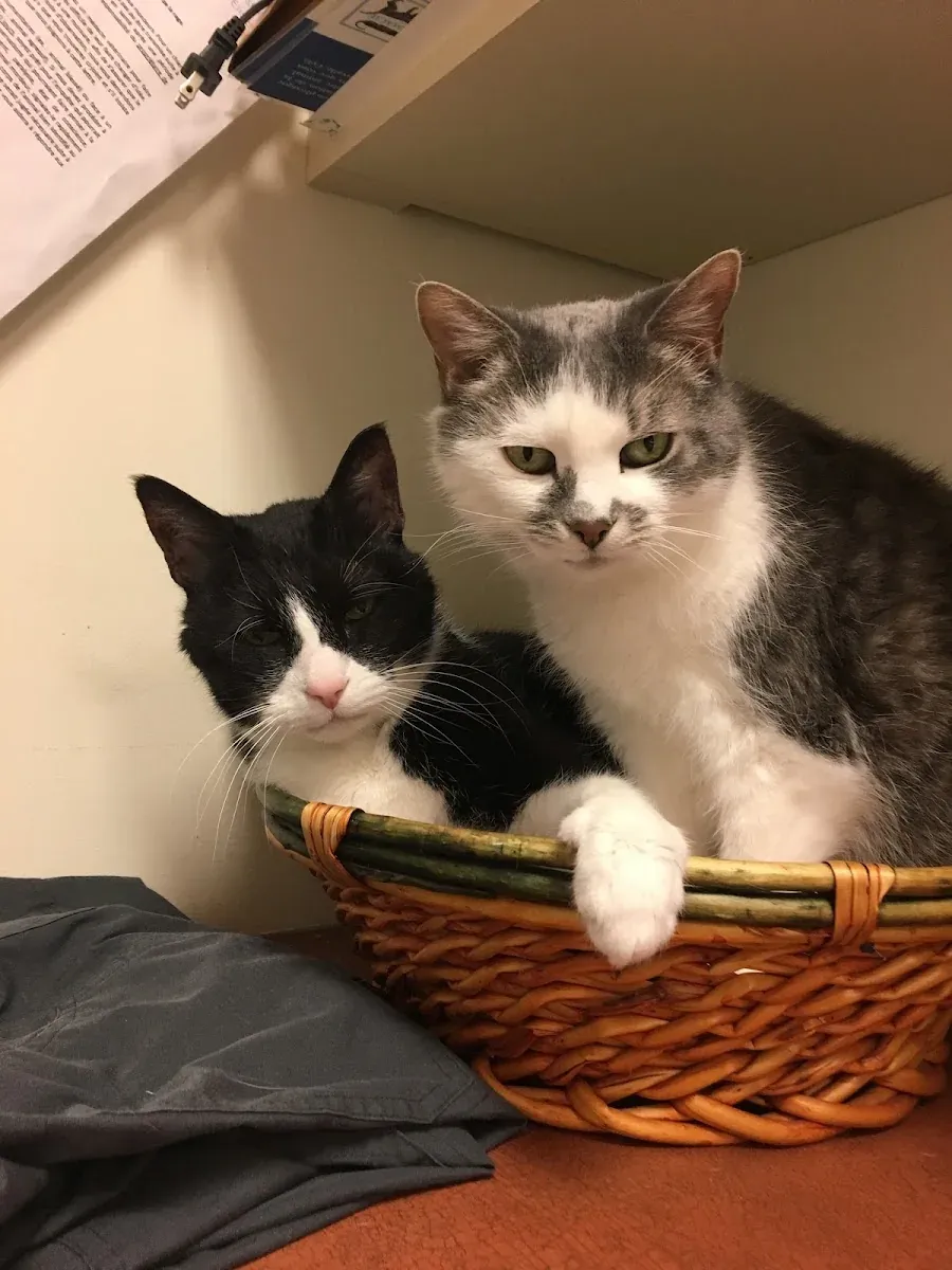 Deux chats, l'un noir et blanc et l'autre gris et blanc, installés dans un panier d'osier à la clinique.