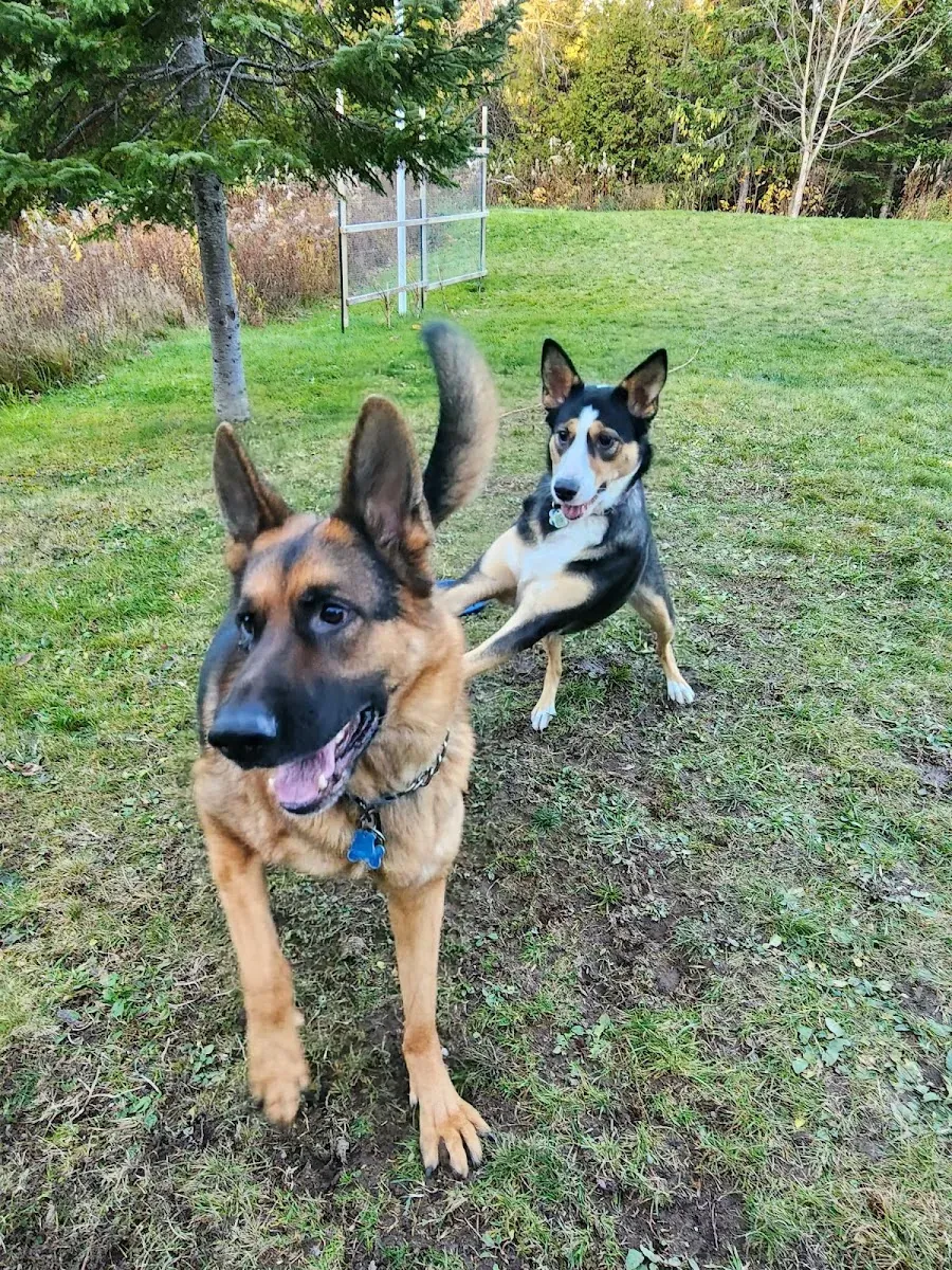 Un berger allemand et un chien noir et feu qui jouent dans un terrain gazonné, à l'automne.